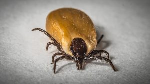 Why Is Chronic Lyme Disease Controversial